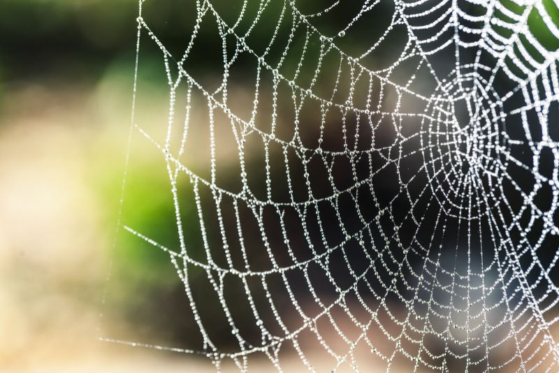 spider’s web